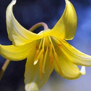 Erythronium 'Pagoda',Dog's Tooth Violet 'Pagoda', Trout Lily, Glacier Lily, Erythronium tuolumnense 'Pagoda', Yellow flowers, perennials for shade